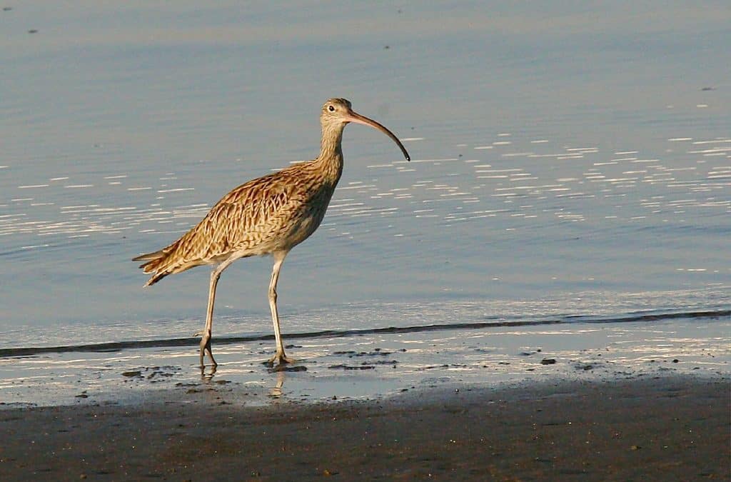 New Threatened Species Action Plan welcomed by Queensland’s natural resource management sector