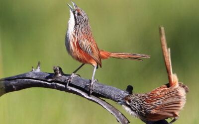 Reducing the impact of fire on endangered Carpentarian Grasswren – Southern Gulf NRM