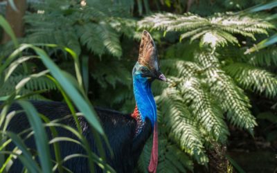 Cassowary Credits – generating income for landholders restoring rainforest