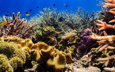 Lower Burdekin cane growers improve Great Barrier Reef water quality