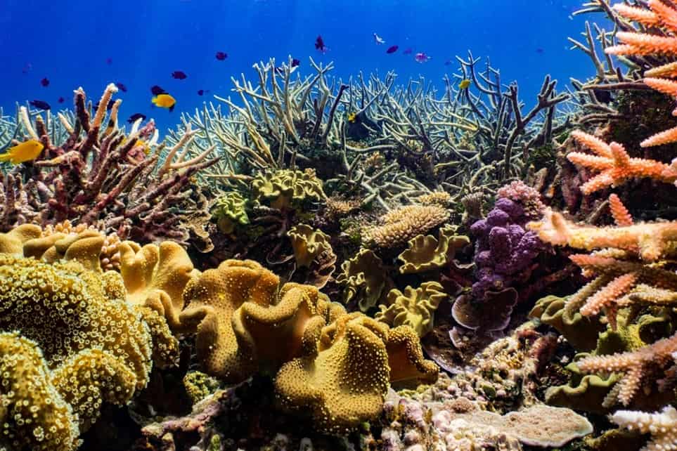 Lower Burdekin cane growers improve Great Barrier Reef water quality