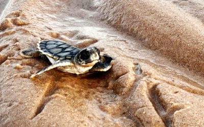 Protecting vulnerable and endangered turtles on Cape York