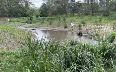 Bringing life back to urban creeks