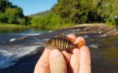 Fishways open up 100km of creeks, rivers and estuaries