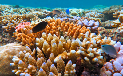 Queensland’s NRM sector vital to improving Great Barrier Reef water quality