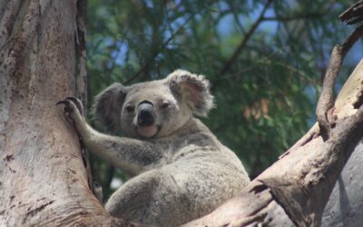 Large-scale koala habitat improvement projects underway