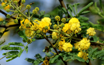 Invasive weeds tackled across Gulf Country and Desert Channels region