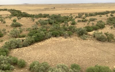 Thousands of prickly acacias ‘no more’ after 200,000 hectares treated in four years