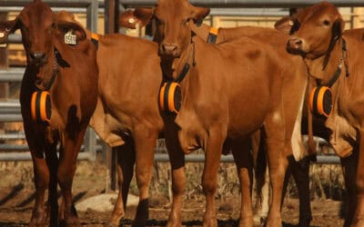 Innovation to build grazing drought resilience